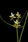 Slender flatsedge